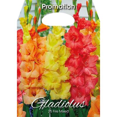 ALTRO Gladioli Fire Mixed (confezione Da 25 Bulbi) ALTRO Gladioli Fire Mixed (confezione Da 25 Bulbi)