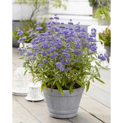 ALTRO Caryopteris Clan Empire Blu Vaso 18cm ALTRO Caryopteris Clan Empire Blu Vaso 18cm