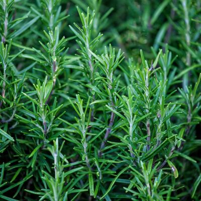 AULEDIO Semi Di Rosmarino 1000 – Rosmarino Officinale – Erbe Aromatiche – Resistente Al Freddo – Per Coltivazione Su Balcone E In Giardino AULEDIO Semi Di Rosmarino 1000 – Rosmarino Officinale – Erbe Aromatiche – Resistente Al Freddo – Per Coltivazione Su Balcone E In Giardino