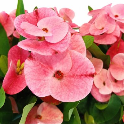ALTRO Euphorbia Charlotte In Vaso Da 15cm ALTRO Euphorbia Charlotte In Vaso Da 15cm