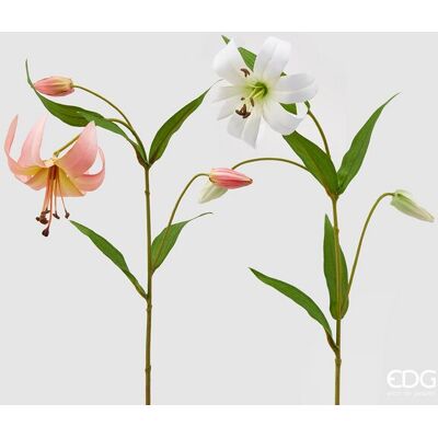 EDG Enzo De Gasperi Lilium Rex Ramo H 77 Cm Bianco Rosa 2pz EDG Enzo De Gasperi Lilium Rex Ramo H 77 Cm Bianco Rosa 2pz