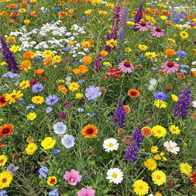 AULEDIO 2000 Semi Di Fiori Selvatici Misti, Facili Da Coltivare, Fiori Colorati, Attirano Insetti Impollinatori, Fioritura Tutto L’anno AULEDIO 2000 Semi Di Fiori Selvatici Misti, Facili Da Coltivare, Fiori Colorati, Attirano Insetti Impollinatori, Fioritura Tutto L’anno