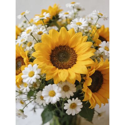 AULEDIO Confezione Di Semi Di Fiori – 500 Semi Di Girasole E 2000 Semi Di Margherite Bianche – Fioritura Abbondante – Adatto Per Giardino, Balcone, Vasi E Fiori Freschi Da Taglio Fai-da-te AULEDIO Confezione Di Semi Di Fiori – 500 Semi Di Girasole E 2000 Semi Di Margherite Bianche – Fioritura Abbondante – Adatto Per Giardino, Balcone, Vasi E Fiori Freschi Da Taglio Fai-da-te