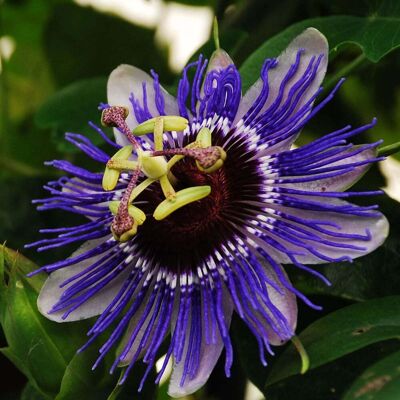ALTRO Passiflora Purple Rain In Vaso Da 17cm ALTRO Passiflora Purple Rain In Vaso Da 17cm