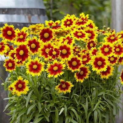 ALTRO Coreopsis Grandiflora Uptick Gold E Bronze In Vaso 13cm ALTRO Coreopsis Grandiflora Uptick Gold E Bronze In Vaso 13cm