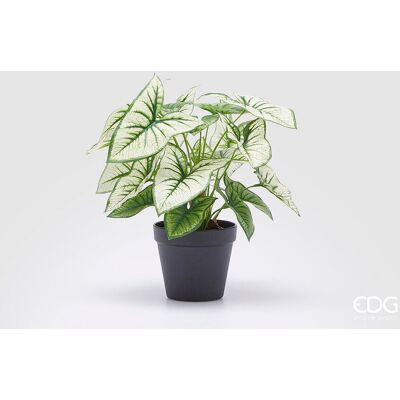 EDG Enzo De Gasperi Caladium Variegato Con Vaso Artificiale H 33 Cm Green EDG Enzo De Gasperi Caladium Variegato Con Vaso Artificiale H 33 Cm Green