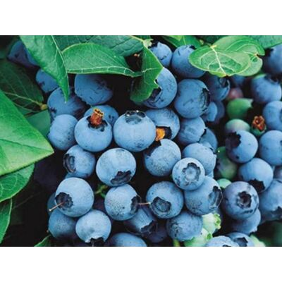 ALTRO Mirtillo Americano Brigitta (1 Pianta) ALTRO Mirtillo Americano Brigitta (1 Pianta)