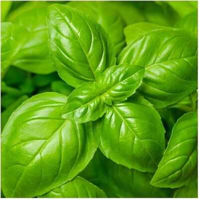BEXTCOK Semi Di Basilico Giardino 200 Pcs – Semi Di Erbe Aromatiche, Ideale Per Cucina, Orto E Balcone BEXTCOK Semi Di Basilico Giardino 200 Pcs – Semi Di Erbe Aromatiche, Ideale Per Cucina, Orto E Balcone