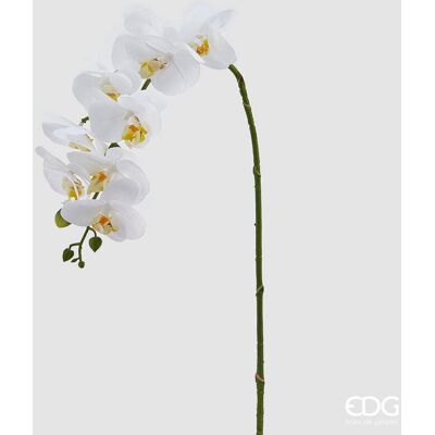 EDG Enzo De Gasperi Orchidea Phalaenopsis Real Ramo Artificiale H 76 Cm White EDG Enzo De Gasperi Orchidea Phalaenopsis Real Ramo Artificiale H 76 Cm White