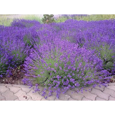ALTRO Offerta 3 Piante Di Lavanda Vaso 14cm ALTRO Offerta 3 Piante Di Lavanda Vaso 14cm