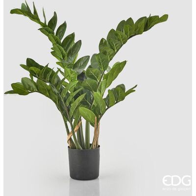 EDG Pianta Zamifolia Con Vaso X 11 H 110 EDG Pianta Zamifolia Con Vaso X 11 H 110