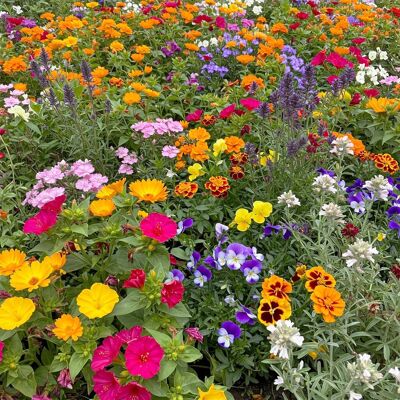 AULEDIO Semi Misti Di Fiori Selvatici 150 G – Semi Per Giardino E Esterni – Facili Da Piantare – Lunga Fioritura – Decorativi AULEDIO Semi Misti Di Fiori Selvatici 150 G – Semi Per Giardino E Esterni – Facili Da Piantare – Lunga Fioritura – Decorativi