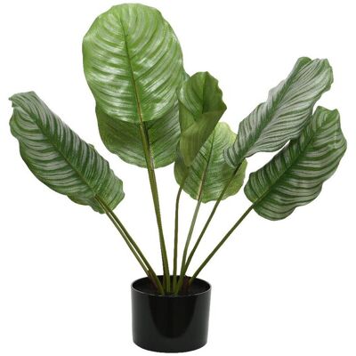 ALTRO Peragashop - Calathea Verde Artificiale In Vaso 53x63cm Accessori Decoro Interno Esterno ALTRO Peragashop - Calathea Verde Artificiale In Vaso 53x63cm Accessori Decoro Interno Esterno