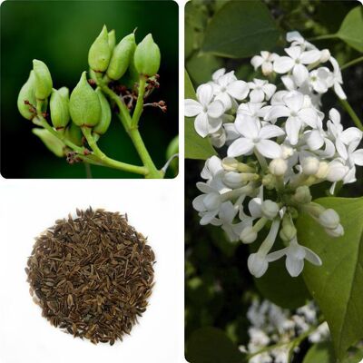 AULEDIO Lillà Bianco – Semi Di Lillà – 20 G – Semi Di Arbusto Fiorito – Profumo Avvolgente – Fioritura Primaverile – Per Cortile E Giardino AULEDIO Lillà Bianco – Semi Di Lillà – 20 G – Semi Di Arbusto Fiorito – Profumo Avvolgente – Fioritura Primaverile – Per Cortile E Giardino