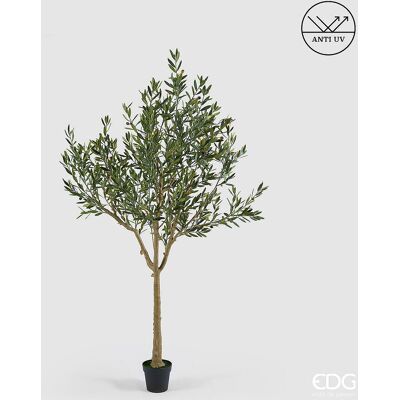 EDG Enzo De Gasperi Olivo Con Vaso H 208 Cm Pianta Artificiale Anti Uv Verde EDG Enzo De Gasperi Olivo Con Vaso H 208 Cm Pianta Artificiale Anti Uv Verde