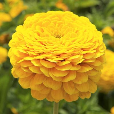 AULEDIO Semi Di Zinnia Gialla – 5000 Pezzi, Fiori Estivi Gialli, Pianta Resistente Al Calore, Fioritura Lunga AULEDIO Semi Di Zinnia Gialla – 5000 Pezzi, Fiori Estivi Gialli, Pianta Resistente Al Calore, Fioritura Lunga
