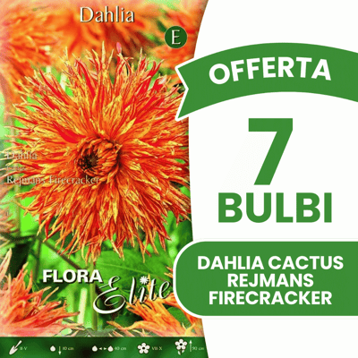 ALTRO Offerta 7 Bulbi Dahlia Cactus Rejmans Firecracker ALTRO Offerta 7 Bulbi Dahlia Cactus Rejmans Firecracker