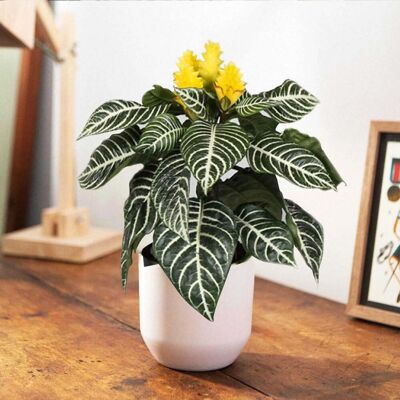 ALTRO Aphelandra Pianta Zebra Vaso 13cm ALTRO Aphelandra Pianta Zebra Vaso 13cm