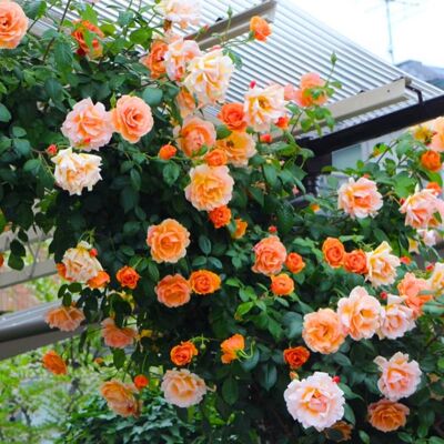 AULEDIO 200 Semi Di Rosa – Semi Di Rosa Rampicante – Fioritura Tutto L’anno – Fiori Belli – Per Balcone, Cortile E Giardino AULEDIO 200 Semi Di Rosa – Semi Di Rosa Rampicante – Fioritura Tutto L’anno – Fiori Belli – Per Balcone, Cortile E Giardino