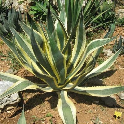 ALTRO Agave Americana Marginata In Vaso Da 24cm ALTRO Agave Americana Marginata In Vaso Da 24cm