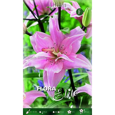 ALTRO Lilium Giglio Double Elodie (confezione Da 2 Bulbi) ALTRO Lilium Giglio Double Elodie (confezione Da 2 Bulbi)
