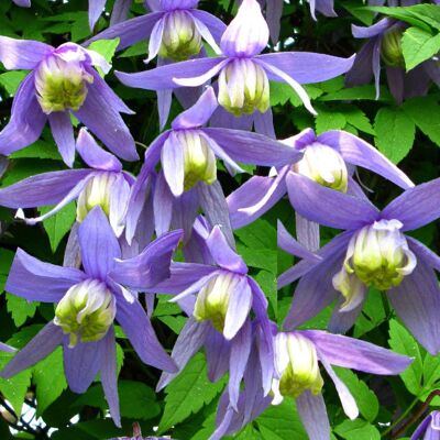 ALTRO Clematis Frances Rivis In Vaso Da 16cm ALTRO Clematis Frances Rivis In Vaso Da 16cm