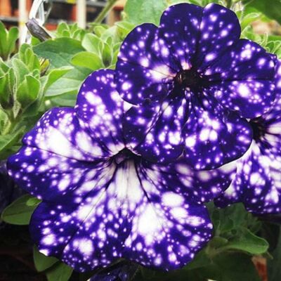 AULEDIO Semi Di Petunia Night Sky 2998 Pcs – Fiori Colorati, Facile Da Coltivare, Perfetto Per Giardino E Balcone AULEDIO Semi Di Petunia Night Sky 2998 Pcs – Fiori Colorati, Facile Da Coltivare, Perfetto Per Giardino E Balcone