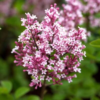 ALTRO Syringa Nana Tinkerbelle In Vaso Da 21cm ALTRO Syringa Nana Tinkerbelle In Vaso Da 21cm