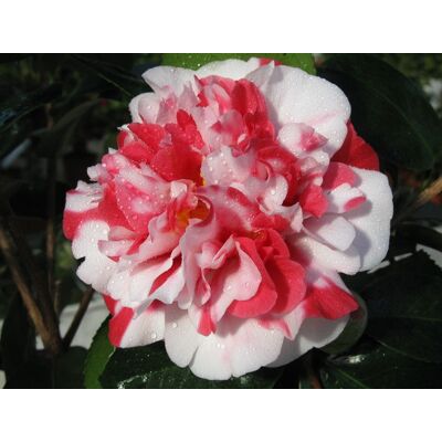 ALTRO Camelia Japonica Coletti Vaso 17cm ALTRO Camelia Japonica Coletti Vaso 17cm