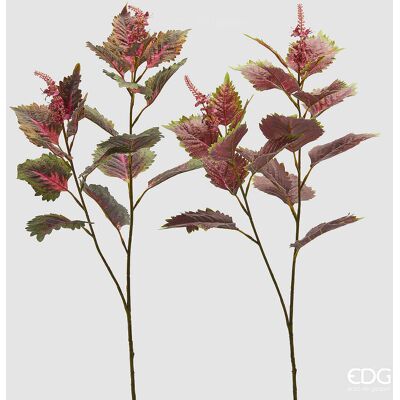 EDG Enzo De Gasperi Coleus Ramo Con Bocciolo H 85 Cm Ass. Verde Rosa 1 Pz EDG Enzo De Gasperi Coleus Ramo Con Bocciolo H 85 Cm Ass. Verde Rosa 1 Pz