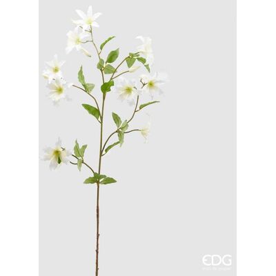 EDG Enzo De Gasperi Clematis Rex 10 Rametti H 125 Ivory EDG Enzo De Gasperi Clematis Rex 10 Rametti H 125 Ivory