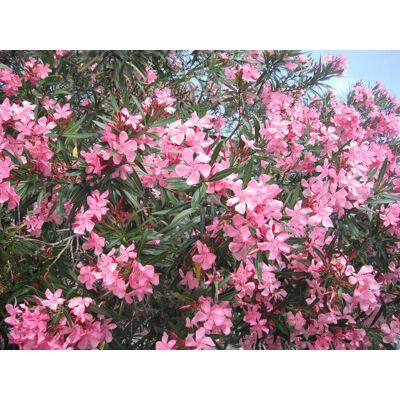 ALTRO Oleandro Rosa 26cm ALTRO Oleandro Rosa 26cm