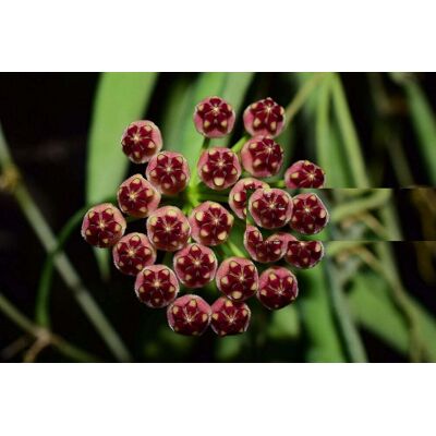 ALTRO 1 Pianta Di Hoya Wayetii Fiore Di Cera Vaso 12cm Perenni ALTRO 1 Pianta Di Hoya Wayetii Fiore Di Cera Vaso 12cm Perenni