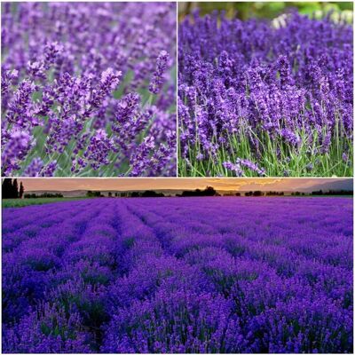 AULEDIO Semi Di Lavanda 2500 Pcs – Erbe Aromatiche, Fioritura Duratura, Perfetta Per Giardino AULEDIO Semi Di Lavanda 2500 Pcs – Erbe Aromatiche, Fioritura Duratura, Perfetta Per Giardino