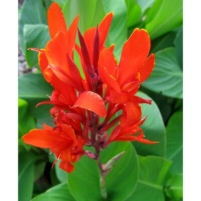 ALTRO Canna Colore Assortito Vaso 17cm ALTRO Canna Colore Assortito Vaso 17cm