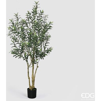 EDG Enzo De Gasperi Pianta Artificiale Olivo Vogue Con Vaso H180 Cm – Pianta Decorativa Realistica Design Moderno EDG Enzo De Gasperi Pianta Artificiale Olivo Vogue Con Vaso H180 Cm – Pianta Decorativa Realistica Design Moderno
