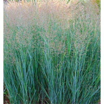 ALTRO Panicum Virgatum In Vaso 15cm ALTRO Panicum Virgatum In Vaso 15cm
