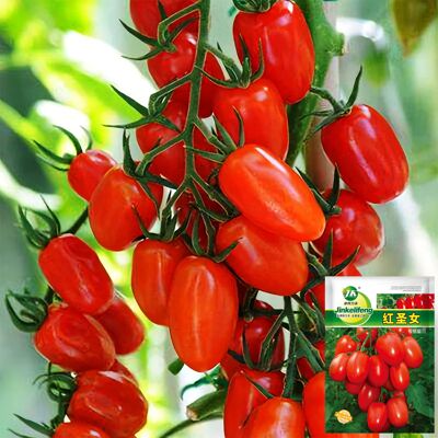 AULEDIO Semi Pomodoro Ciliegino 1000 Pezzi Red Saint AULEDIO Semi Pomodoro Ciliegino 1000 Pezzi Red Saint