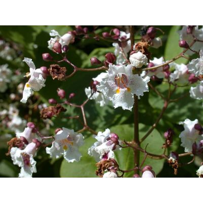 ALTRO Catalpa Erubescens Purpurea In Vaso 24cm ALTRO Catalpa Erubescens Purpurea In Vaso 24cm