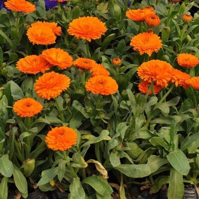 AULEDIO Busta Di Semi Di Calendula – 500 Semi – Calendula – Semina Primavera/autunno – Resistente Al Gelo – Perfetta Per Vaso, Fioriera, Aiuola E Giardino AULEDIO Busta Di Semi Di Calendula – 500 Semi – Calendula – Semina Primavera/autunno – Resistente Al Gelo – Perfetta Per Vaso, Fioriera, Aiuola E Giardino