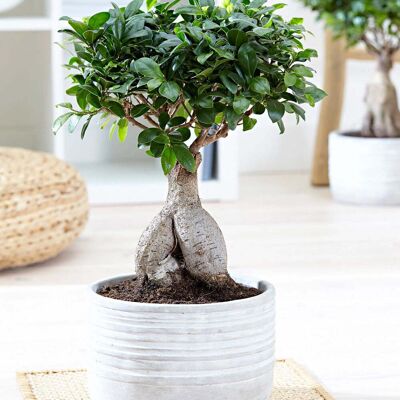ALTRO Bonsai Ficus Microcarpa Vaso 11cm ALTRO Bonsai Ficus Microcarpa Vaso 11cm