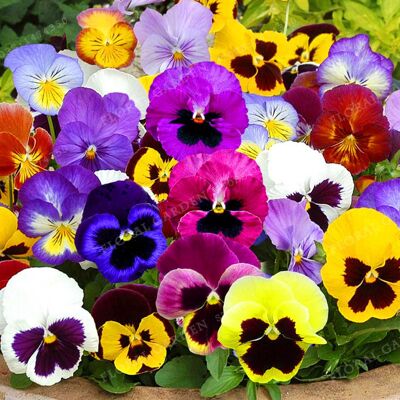 AULEDIO Semi Di Violetta Del Pensiero, 200 Semi – Colori Misti – Per Balcone, Cortile E Giardino AULEDIO Semi Di Violetta Del Pensiero, 200 Semi – Colori Misti – Per Balcone, Cortile E Giardino