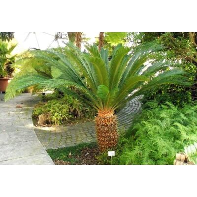 ALTRO Cycas Revoluta Palma Nana Vaso 18cm ALTRO Cycas Revoluta Palma Nana Vaso 18cm