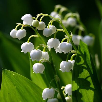 ALTRO Convallaria Mughetto In Vaso Da 17cm ALTRO Convallaria Mughetto In Vaso Da 17cm