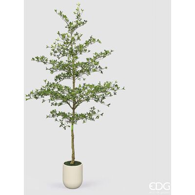 EDG Enzo De Gasperi Pianta Artificiale Bucida Buceras Vogue Con Vaso H 300 Cm – Pianta Decorativa Realistica Design Moderno EDG Enzo De Gasperi Pianta Artificiale Bucida Buceras Vogue Con Vaso H 300 Cm – Pianta Decorativa Realistica Design Moderno