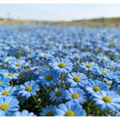 AULEDIO Semi Di Piccole Margherite Blu 2000 – Fioritura Abbondante – Adatto Per Giardino, Balcone E Vasi – Decorazione Da Giardino Esterno AULEDIO Semi Di Piccole Margherite Blu 2000 – Fioritura Abbondante – Adatto Per Giardino, Balcone E Vasi – Decorazione Da Giardino Esterno