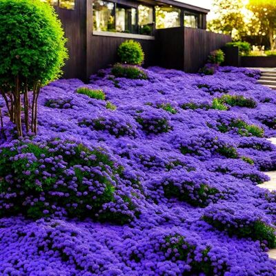 AULEDIO Semi Timo Viola 50000 Pezzi AULEDIO Semi Timo Viola 50000 Pezzi