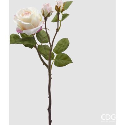 EDG Rosa Elis Rex Ramo X 3 H 48 EDG Rosa Elis Rex Ramo X 3 H 48