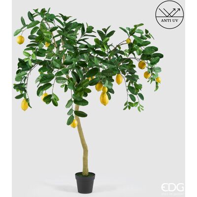 EDG Enzo De Gasperi Limone Anti-uv X19 Con Vaso Pianta Artificiale H 170 Cm Verde Giallo EDG Enzo De Gasperi Limone Anti-uv X19 Con Vaso Pianta Artificiale H 170 Cm Verde Giallo