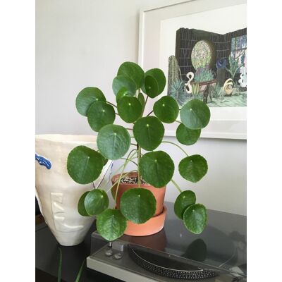 ALTRO 1 Pianta Di Pilea Peperomioides Pianta Delle Monete Vaso 12cm Da Interno ALTRO 1 Pianta Di Pilea Peperomioides Pianta Delle Monete Vaso 12cm Da Interno